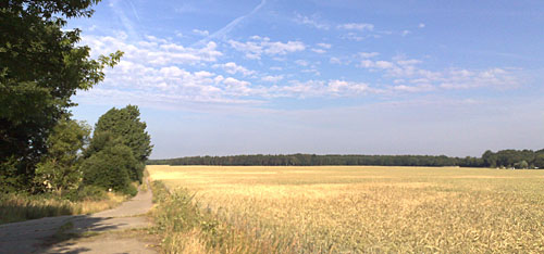 Feld auf dem Weg nach Diedersdorf