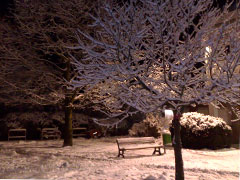 Schnee auf den Bäumen