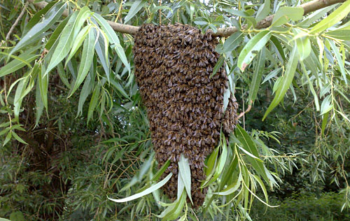 Bienen-Nest
