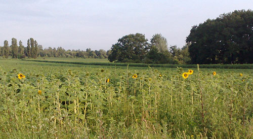 Sonnenblumen am Feld