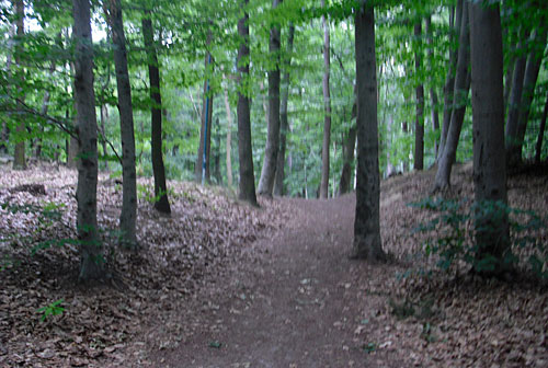 Mauerweg-Lauf Etappe 9: Waldweg