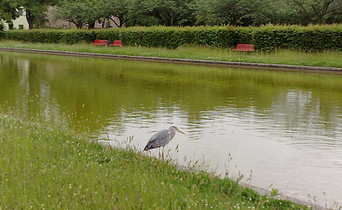 Reiher am Teich