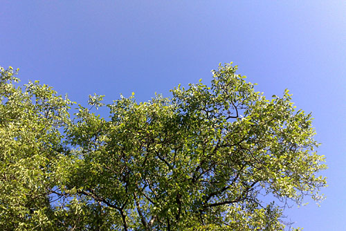 Blick in den blauen Himmel mit Baumkrone
