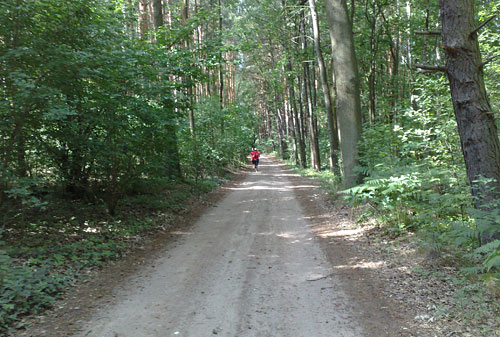 Läufer-Gruppe im Wald
