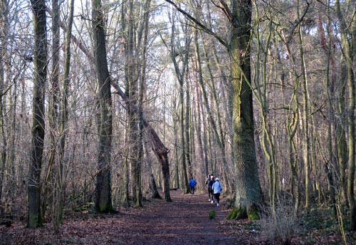 Läufer-Gruppe im Wald bei Waldblick