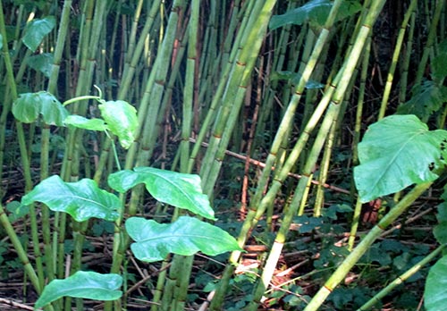 Bambus am Weg