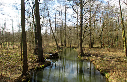Fließ im Spreewald
