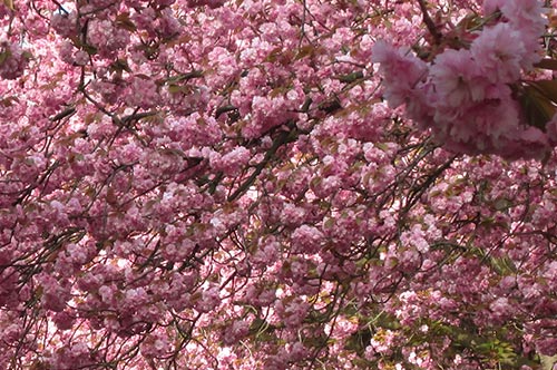 Blühende Kirschbäume