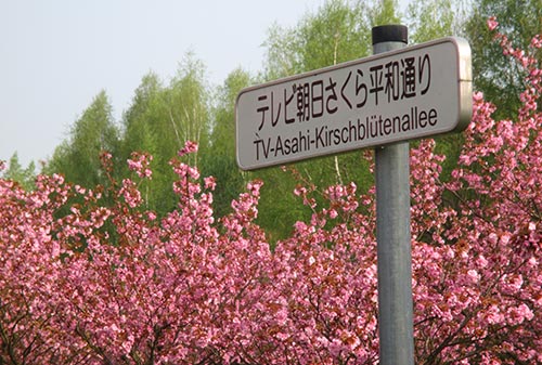 Kirschblütenallee am Mauerweg in Berlin