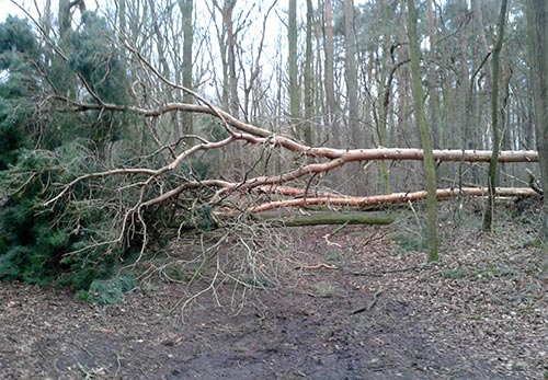 Umgestürzter Baum auf dem Waldweg