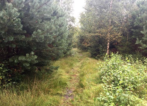 Single Trail im Färgensjöarnas Naturreservat