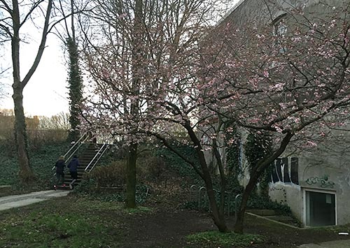 Frühe Kirschblüte in Bremen