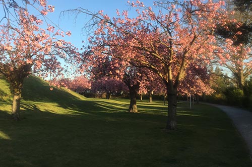 Kirschblüte im Lilienthalpark