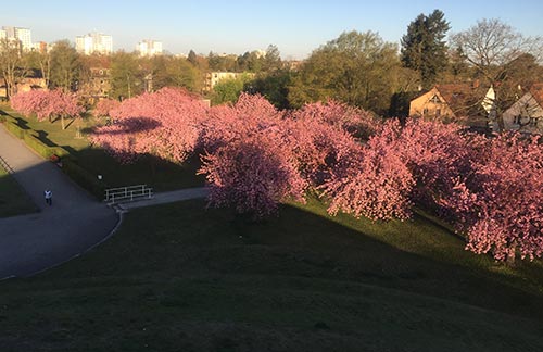 Blühende Kirschbäume im Lilienthalpark vom Fliegeberg aus gesehen