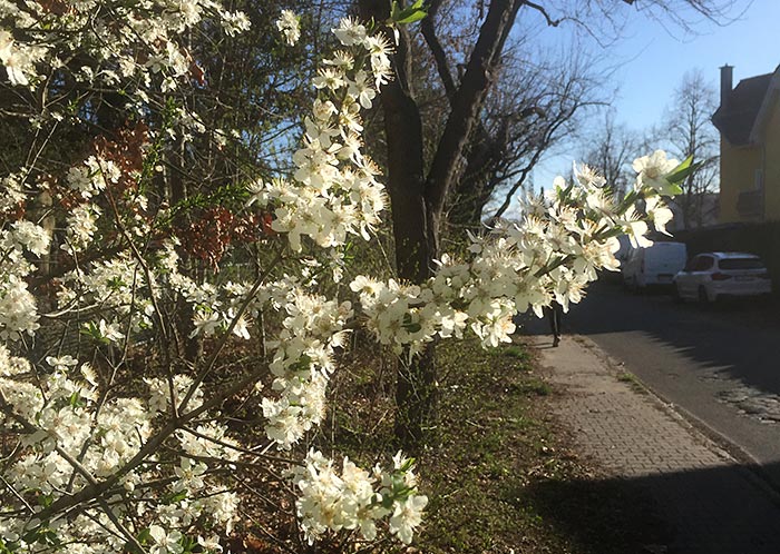 Weiße Blüten am Straßenrand