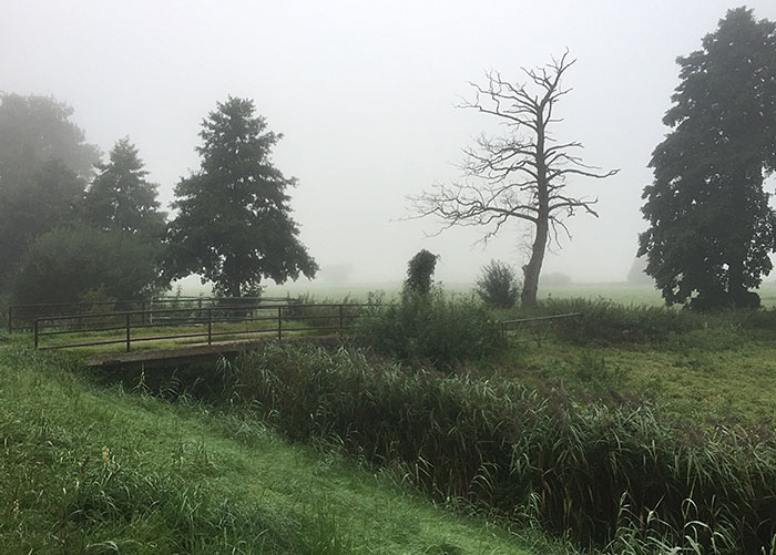 Dunkle Baumsilhouetten vor einer Nebelwand