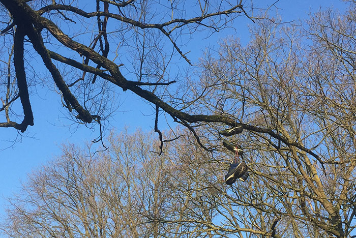 Zwei Paar Laufschuhe hängen hoch oben in den Ästen eines Baums