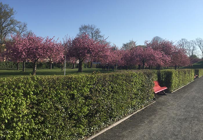 Hecke und rote Parkbänke, dahinter rosa blühende Kirschbäume