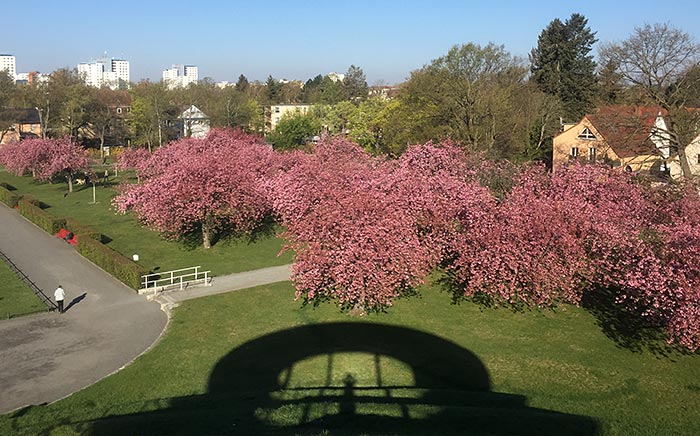 Blick von oben auf die blühenden Kirschbäume und den Schattenwurf des Lilenthal-Denkmals inkl. des Fotografen