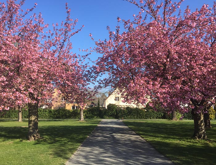 Rosa blühende Kirschbäume im Park des Lilienthal-Denkmals