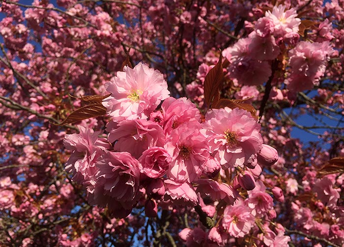 Prächtig rosa blühende Kirschblüten