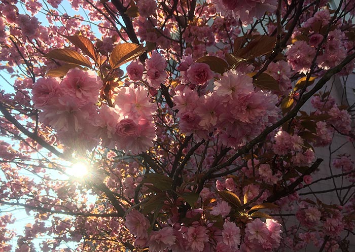 Kirschblüten im Gegenlicht der aufgehenden Sonne