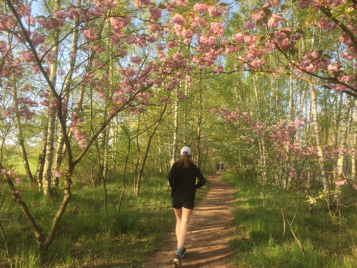 Läuferin auf Pfad, über ihr beugen sich Zweige mit blühenden Kirschsträuchern
