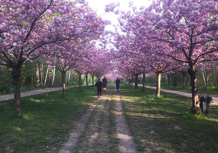 Läufer auf Trampelpfaden unter zwei Reihen von Kirschbäumen in rosa Blüte