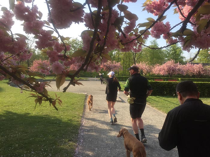 Läuferin, Läufer und Hunde unter Kirschzweigen mit rosa Blüten