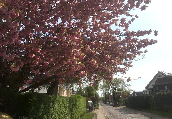 Blühender Kirschbaum am Straßenrand