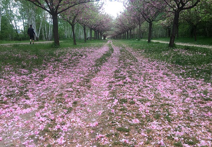 Rosa Kirschblüten am Boden der Kirschblütenallee