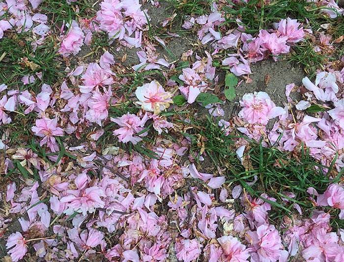 Abgefallene Kirschblüten am Boden