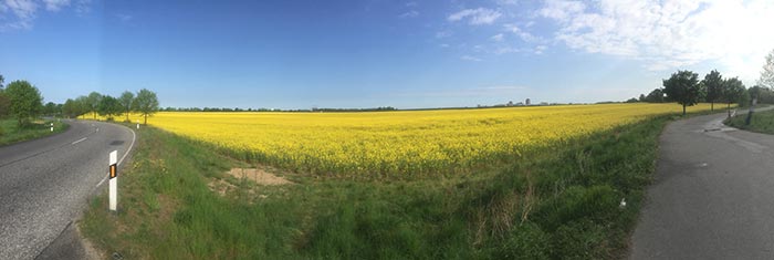 Großes gelbes Rapsfeld als Panoramaaufnahme