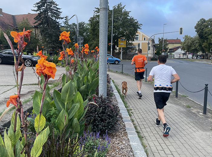 Orange blühende Blumen im Vordergrund, daneben Läufer an der Straße