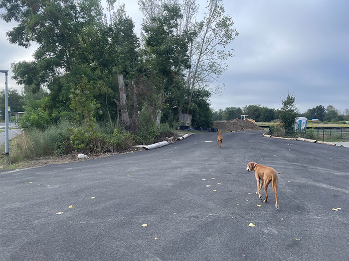 Zwei Hunde auf einem neu asphaltierten Stück Straße
