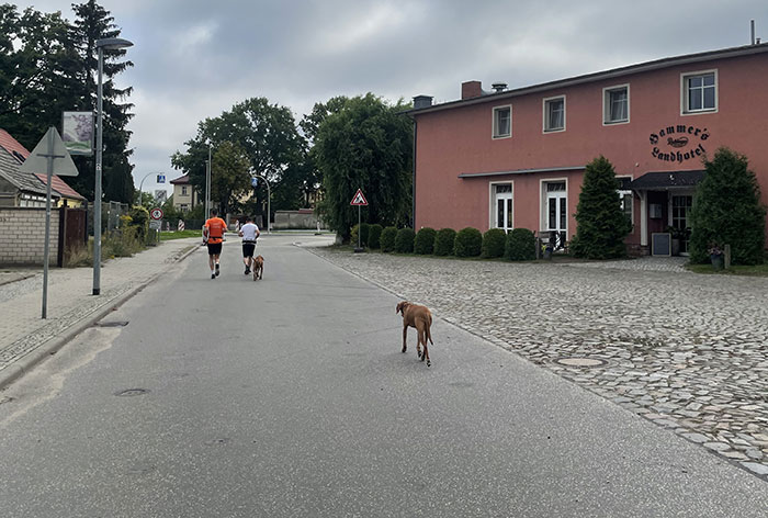 Zwei Läufer und zwei Hunde laufen auf der Straße, rechts ein Gebäude Hammer’s Landhotel