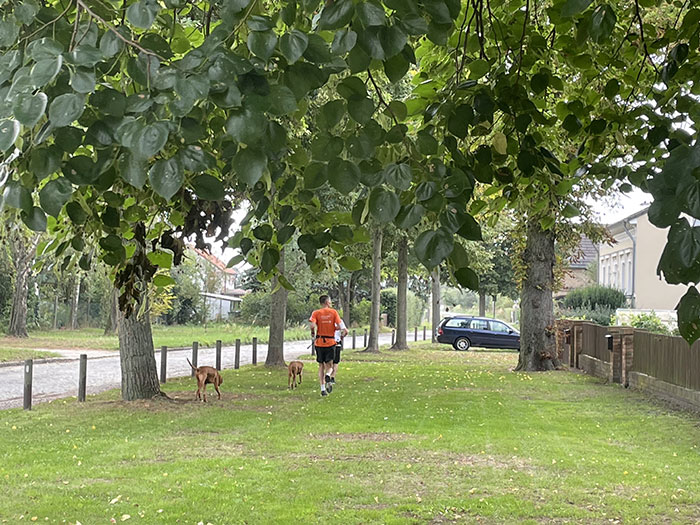 Läufer auf einem Rasen zwischen Grundstücken und Straße, von oben hängen Baumblätter ins Bild
