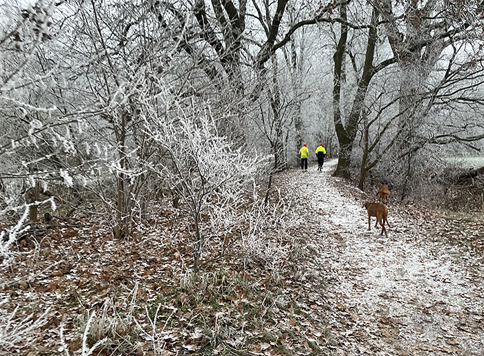 Weiße Winterlandschaft zwischen Bäumen, im Hintergrund zwei Läufer in neongelben Jacken