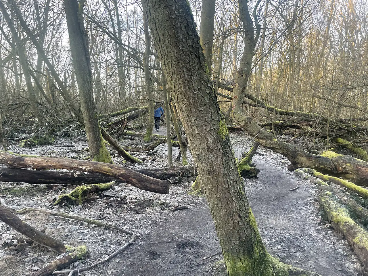 Schräg stehende und umgestürzte Bäume, im Hintergrund halb versteckt ein Läufer