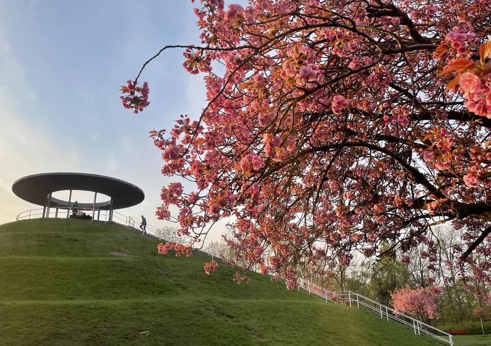 Im Vordergrund ein rosa blühender Kirschbaum im Licht der aufgehenden Sonne, im Hintergrund läuft ein Läufer die Treppen zum Lilienthal-Denkmal hinauf
