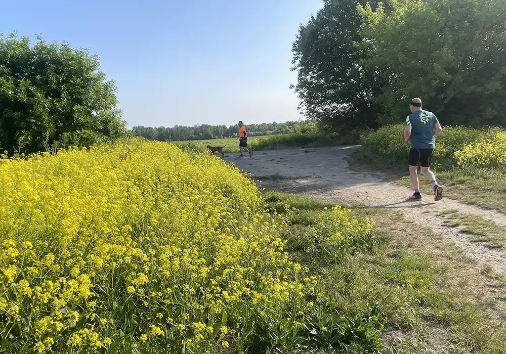 Läufer auf Trampelpfad, umgeben von gelben Blüten