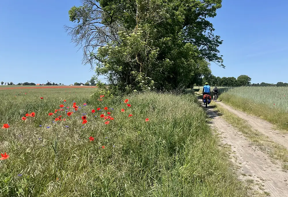 Feldweg mit zwei Radfahrern, Felder mit vielen Mohnblumen