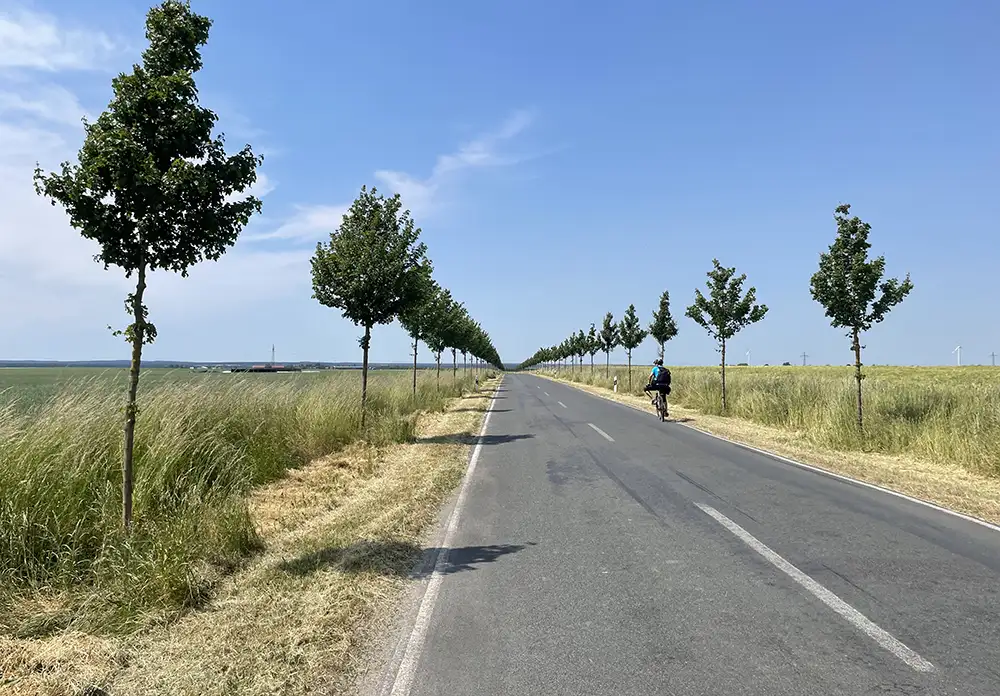 Asphalt-Landstraße bis zum Horizont, links und rechts Reihen junger Bäume