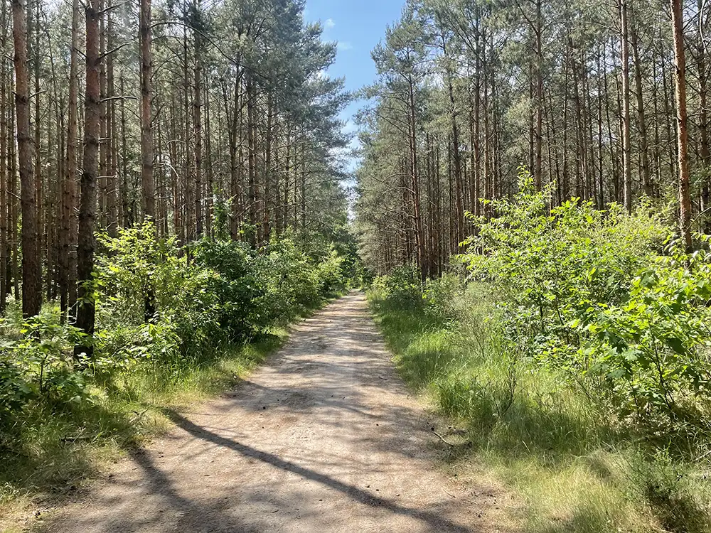 Weg durch den Wald zwischen hohen Nadelbäumen