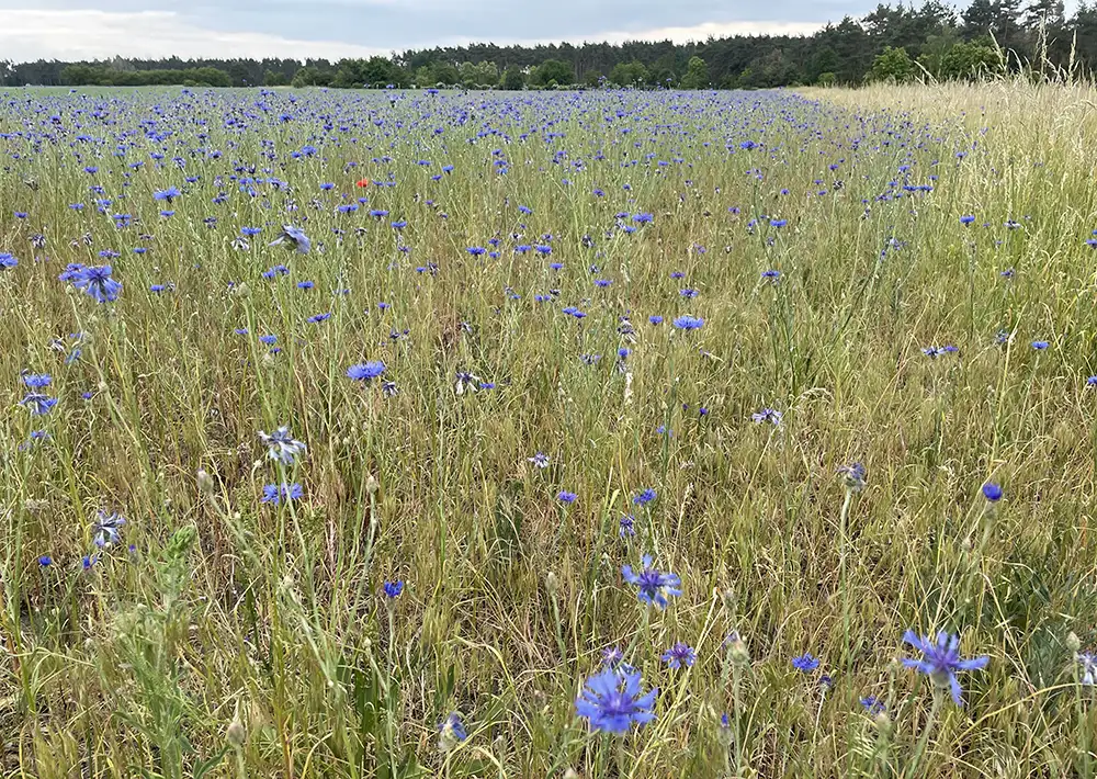 Wiese mit vielen blauen Kornblumen