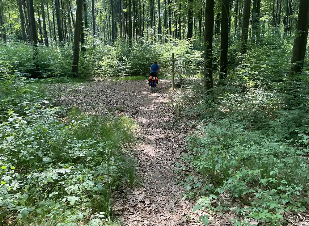 Radfahrer auf abschüssigem laubbedecktem Waldpfad