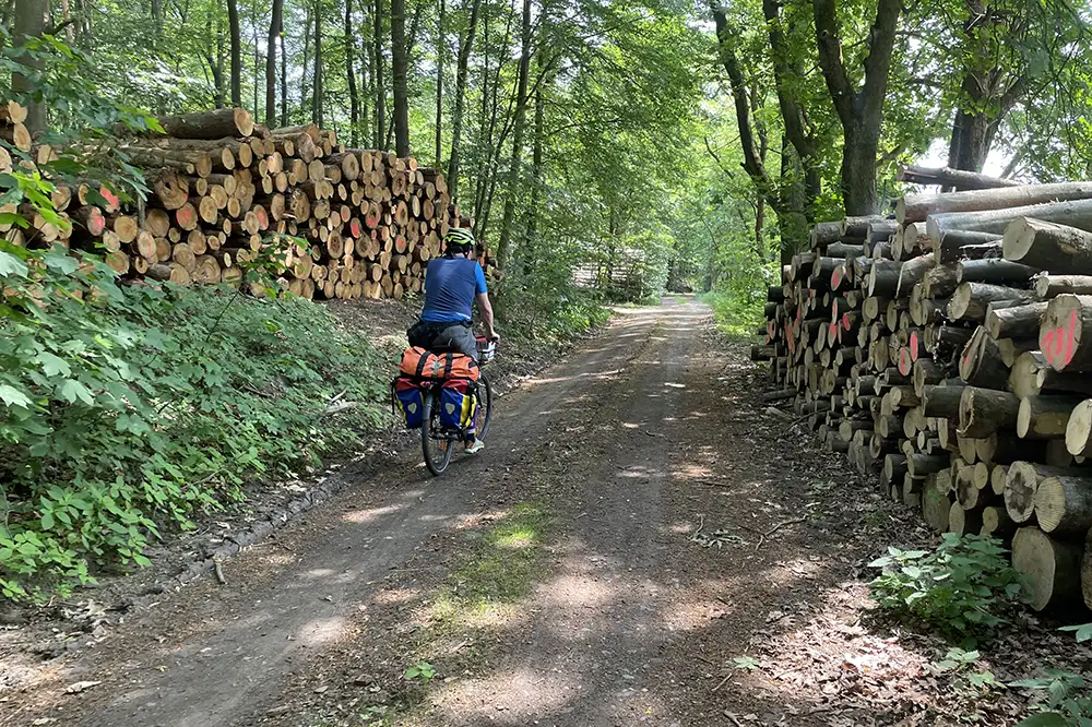 Radfahrer zwischen Holzstapeln im Wald