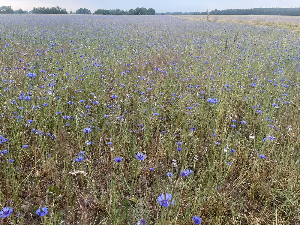 Ein mit blauen Kornblumen übersätes Feld