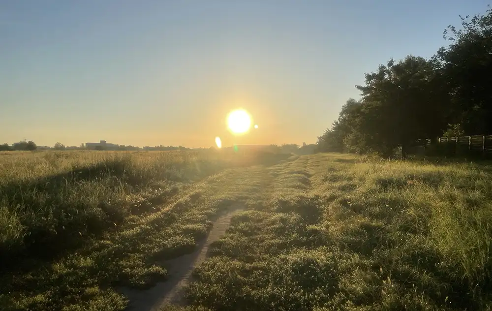 Sonnenaufgang mit greller Sonne über einem Feld