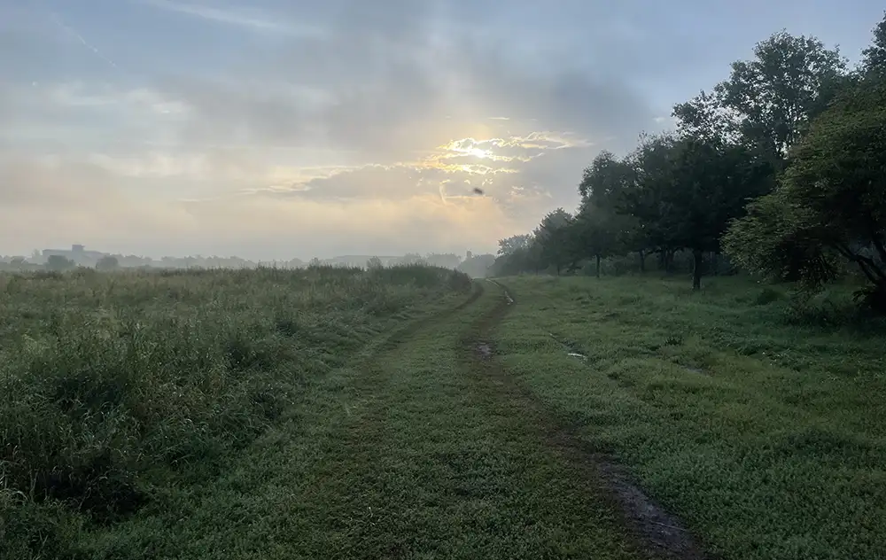 Milchiger Sonnenaufgang mit leichtem Nebel über dem Feld